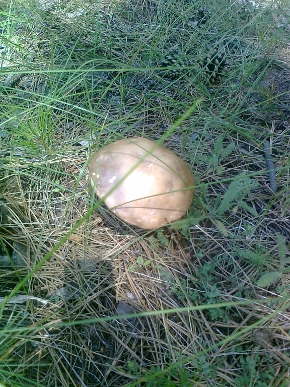 Снимка0836