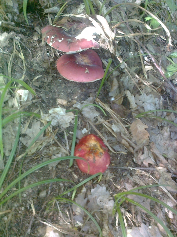 Снимка0867