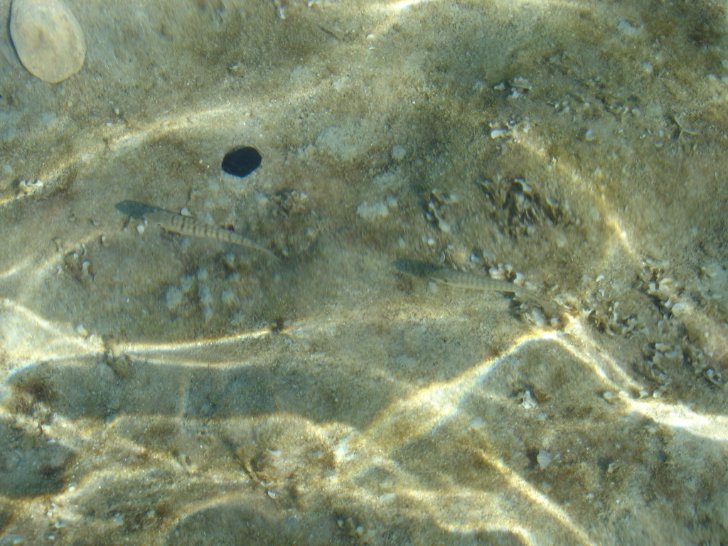 DSC00698