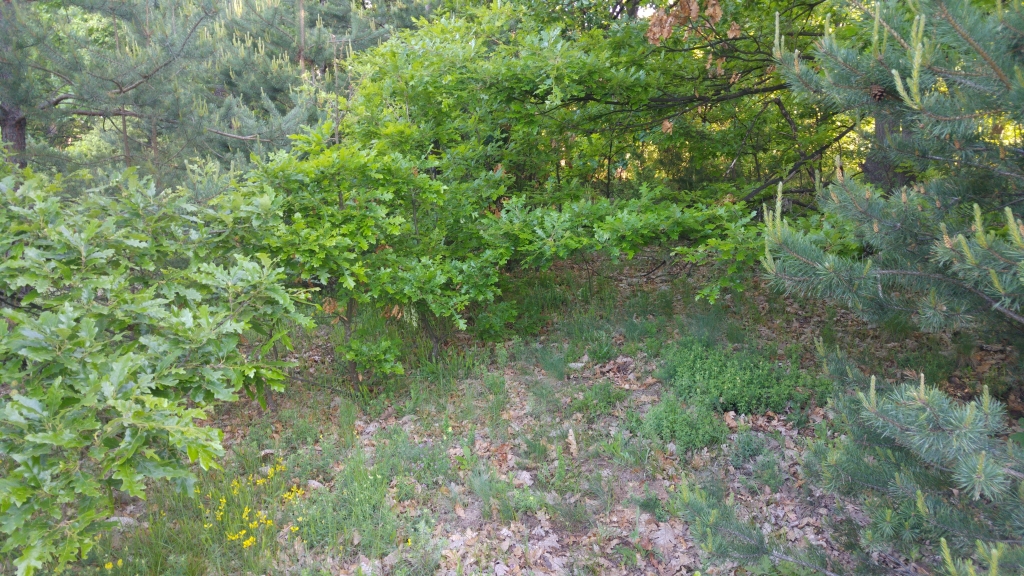 20170601_075100