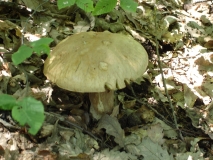 DSC01895