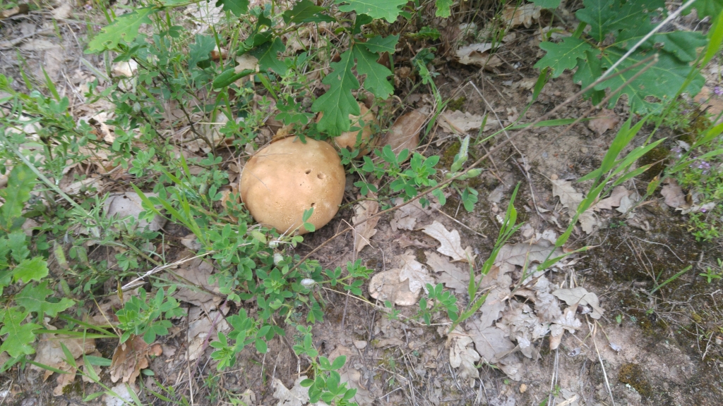 20170616_071523