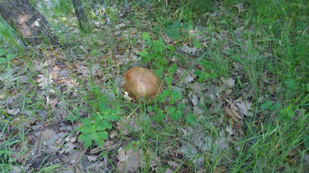 20170623_082643