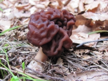 Диплянка, / Gyromitra esculenta /