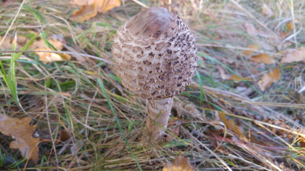 20171019_090816