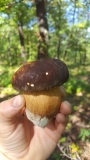 boletus