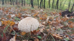 Macrolepiota