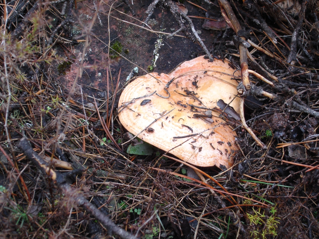 DSC02650
