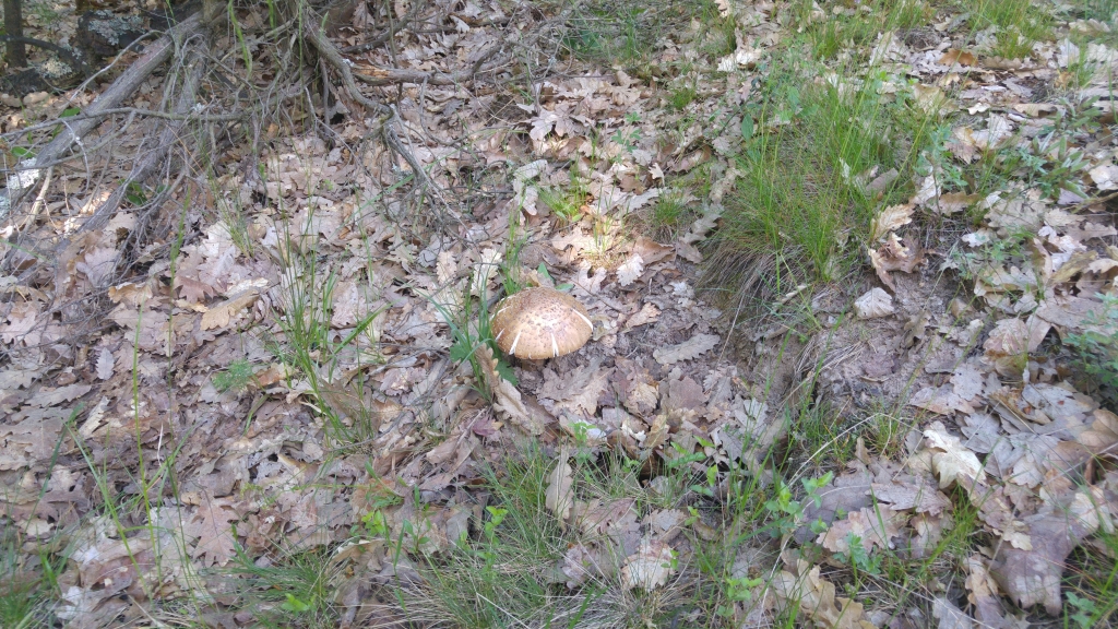 20180531_093649