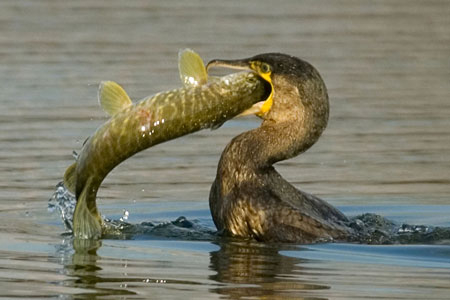 cormoran brochet-1