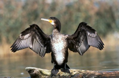 Gd cormoran etendant ses ailes.JMFivat-2