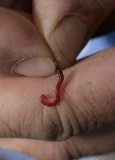 17459bloodworm-on-hook---