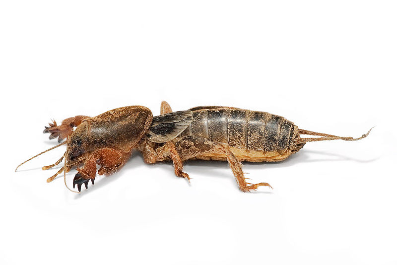 17459800px-Mole cricket02