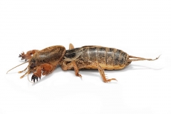 17459800px-Mole cricket02
