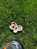 IMG_20240502_152932
