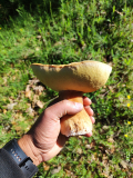 IMG_20240525_091131