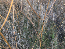 IMG_4874