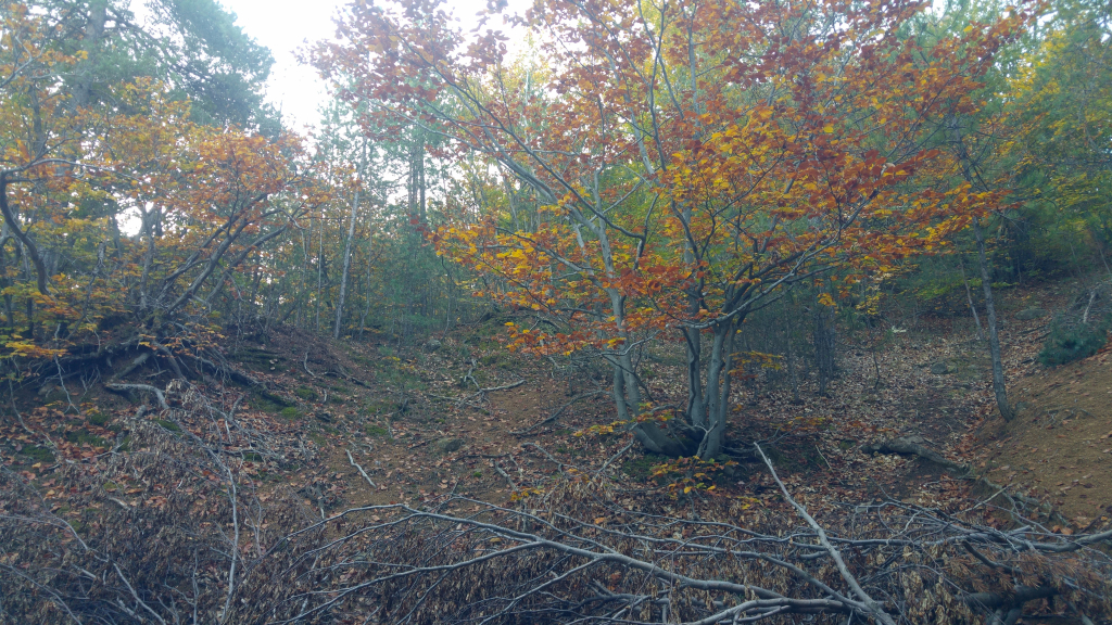 20241015_084753_HDR