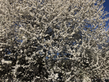 IMG_6177
