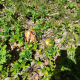 IMG_20250531_120009