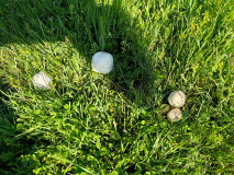 IMG_20260526_093407