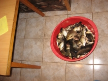 Каракуди-  есента 2010г