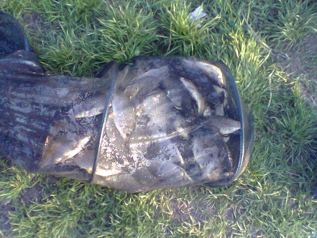 Петърч 2010г.jpg