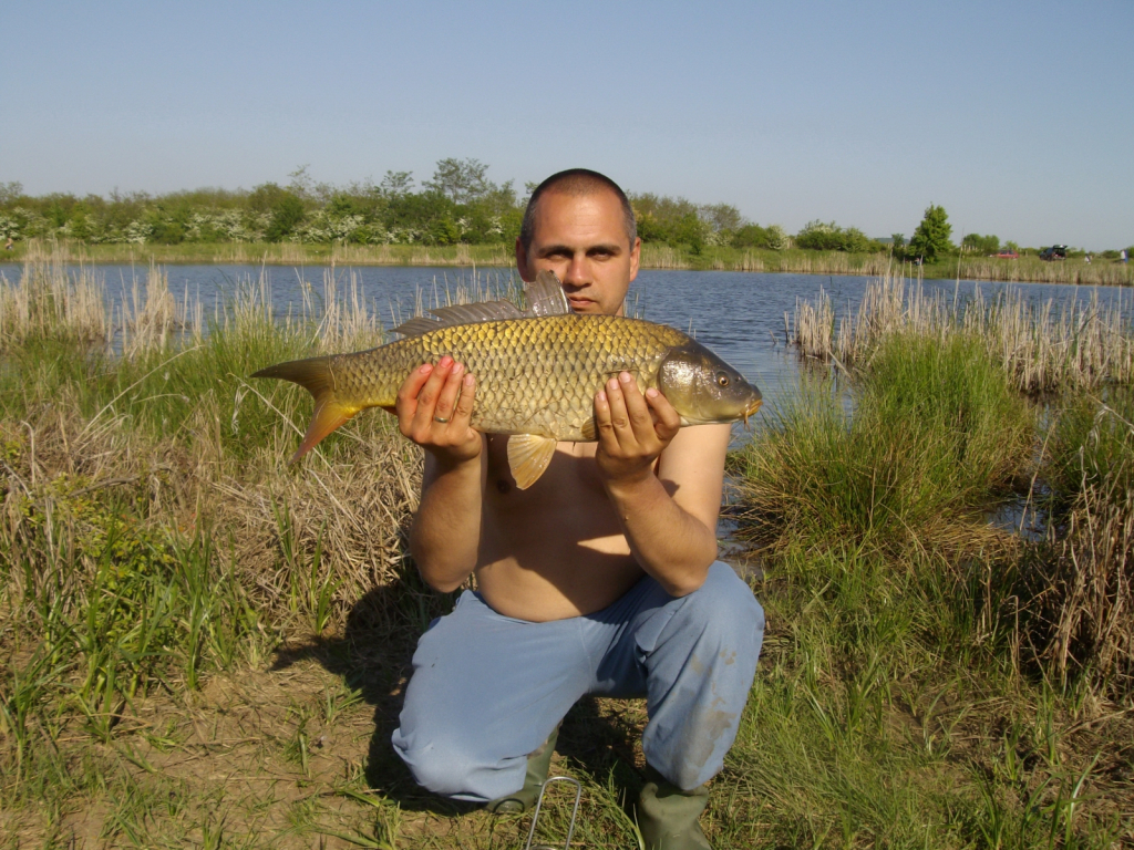 divak 4 kg