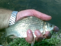 gone fishing (5)