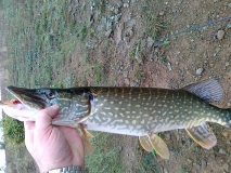 gone fishing (25)