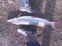 Picture 001