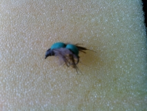 Fly 05