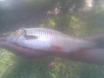 gone fishing (50)
