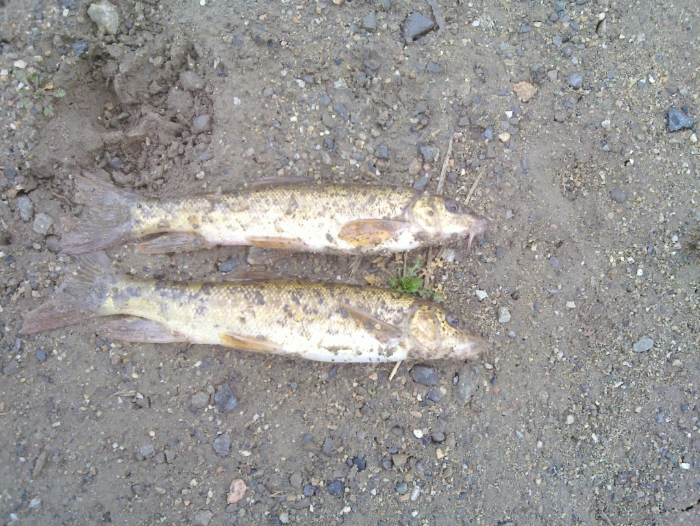 20110318 004