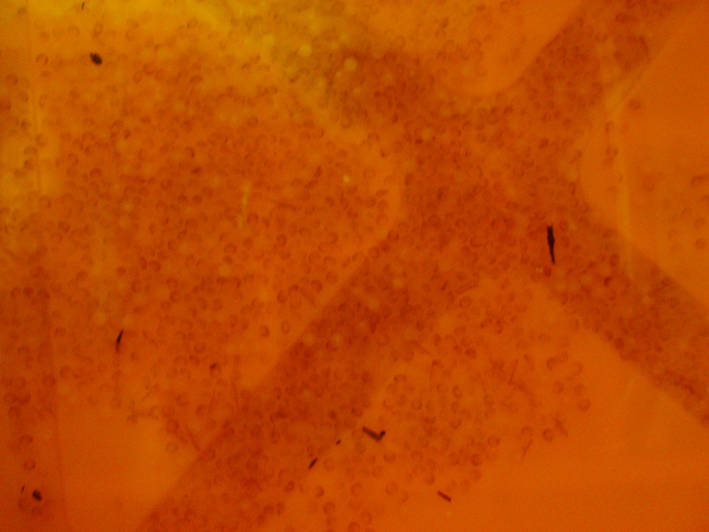 IMGP0290