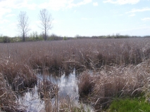IMGP0325