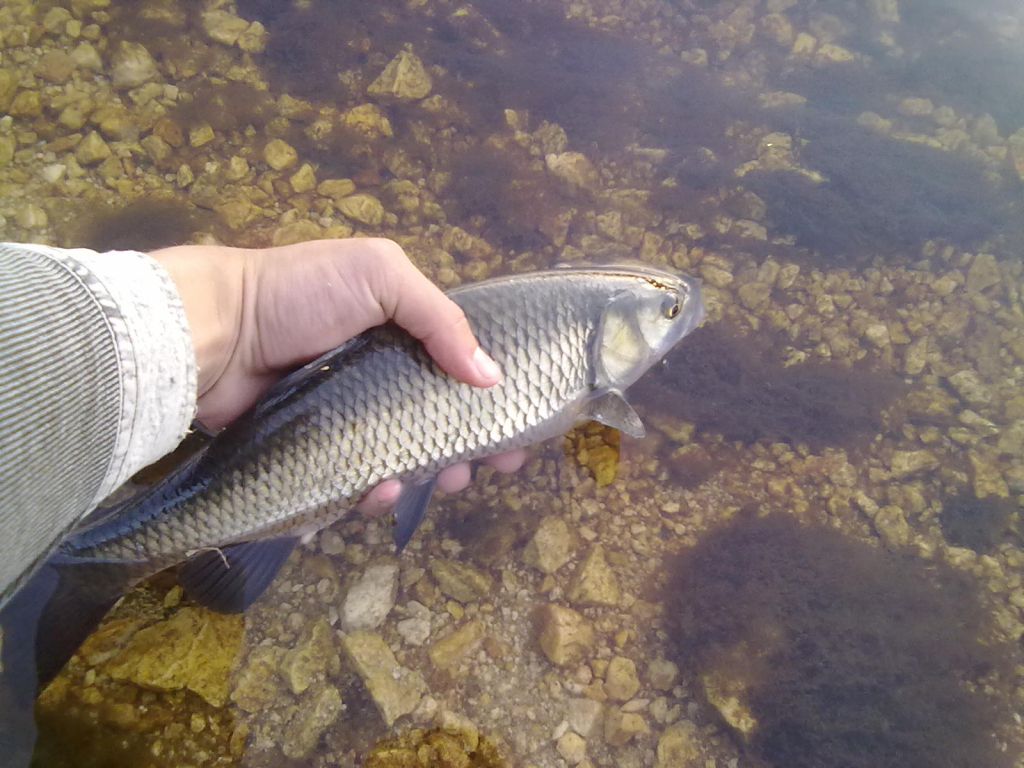 CATCH & RELEASE !!!