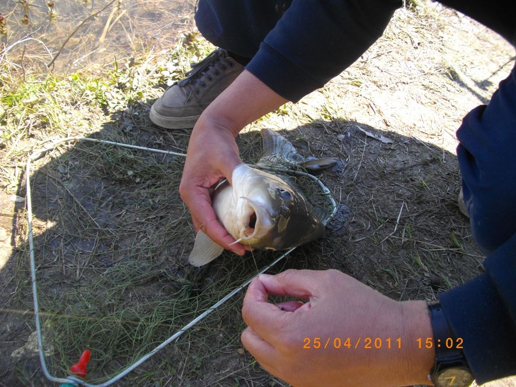 daskalovo