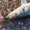 Megabass- DARK SLEEPER - 1 oz.- Clear chart -Bottom Bait