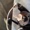 Daiwa 04 Certate 2500