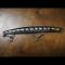 Savege gear Deep walker 