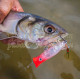 Roosta Popper